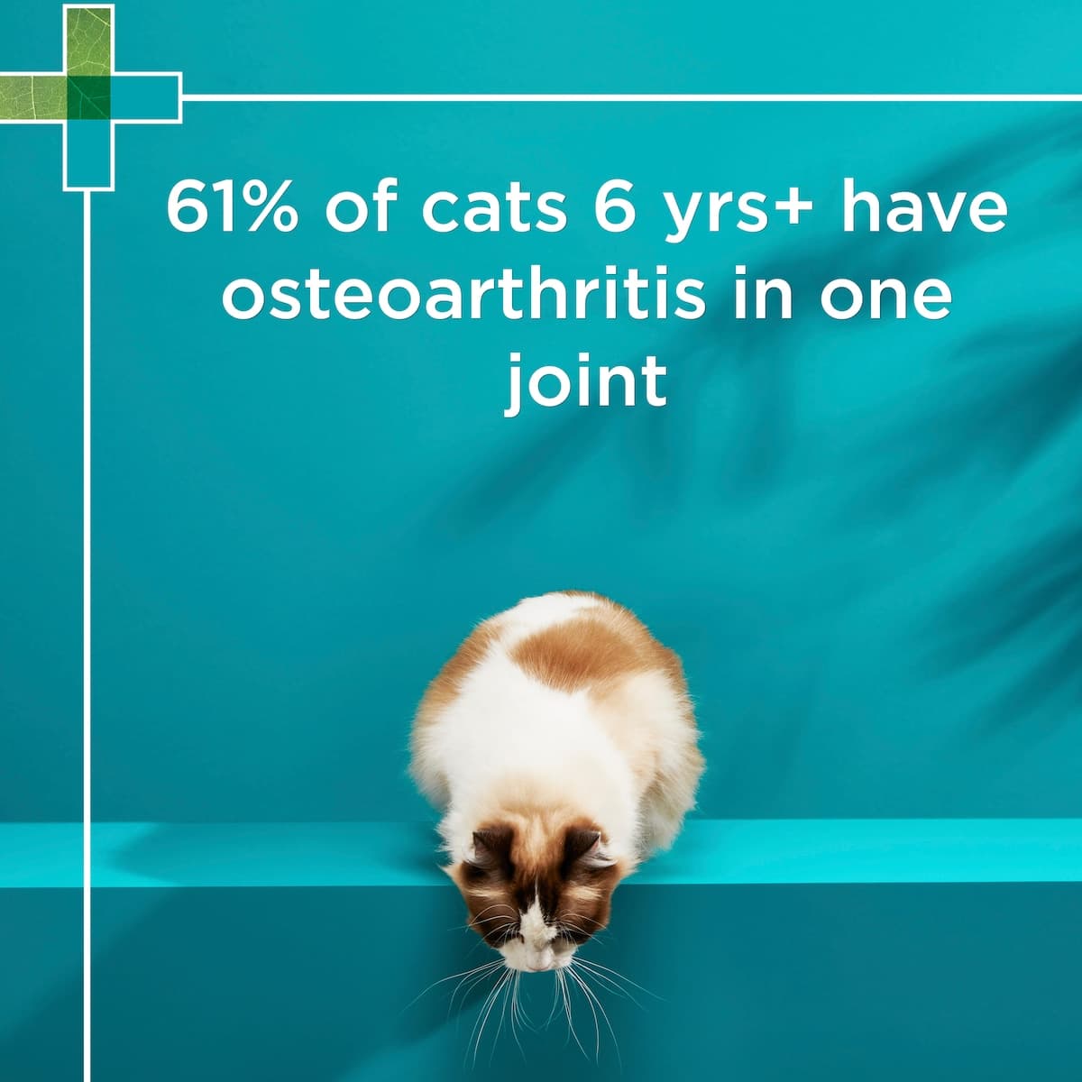 Thumbnail Blackmores PAW OsteoSupport Cat 60 Capsules