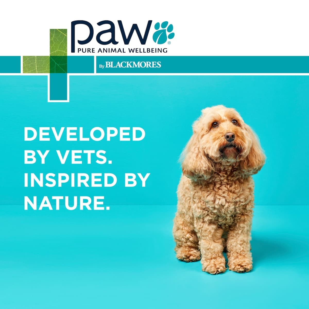 Thumbnail Blackmores PAW Osteocare Joint Protect Chews For Dogs 300g