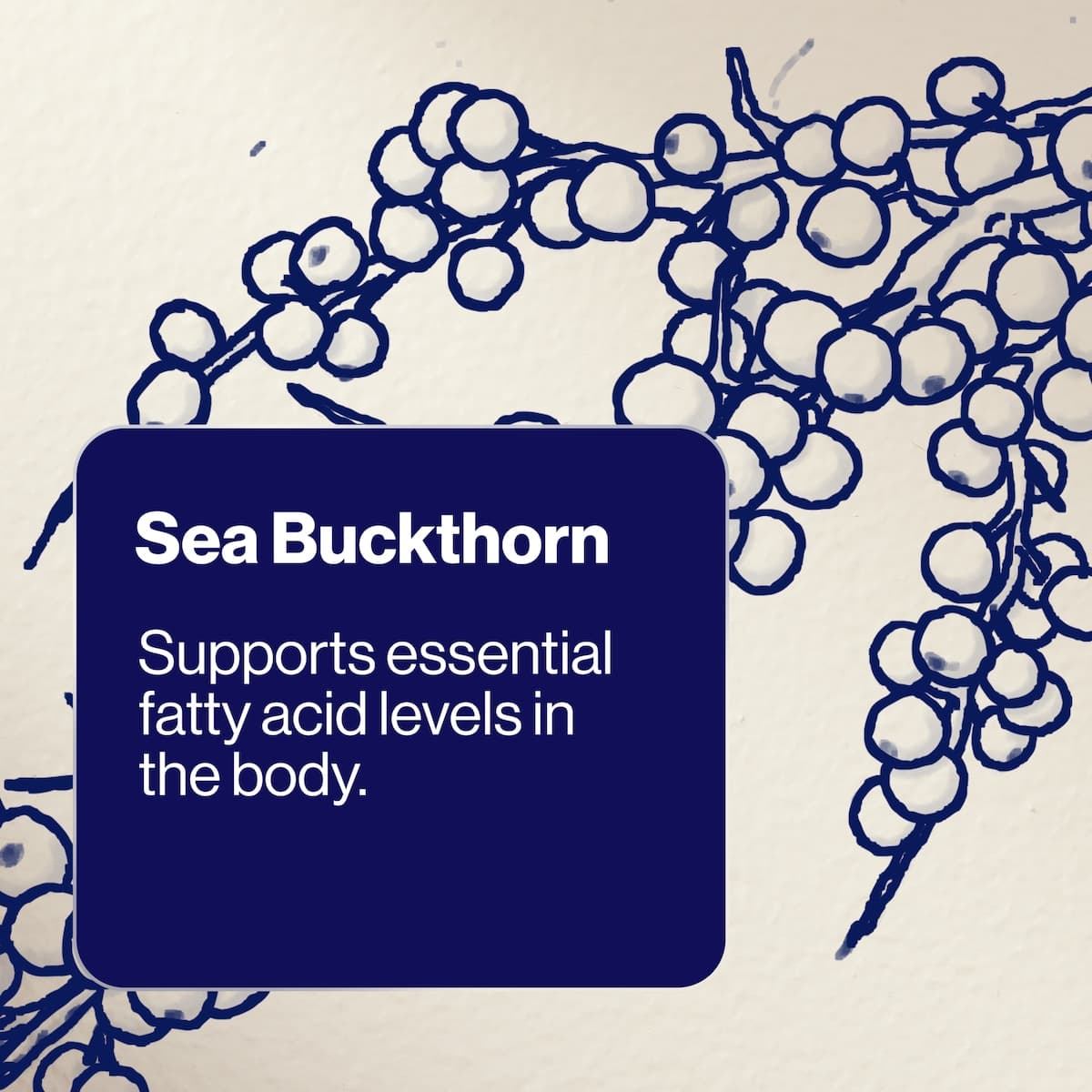 Thumbnail BioCeuticals Alpha EFA 60 Capsules