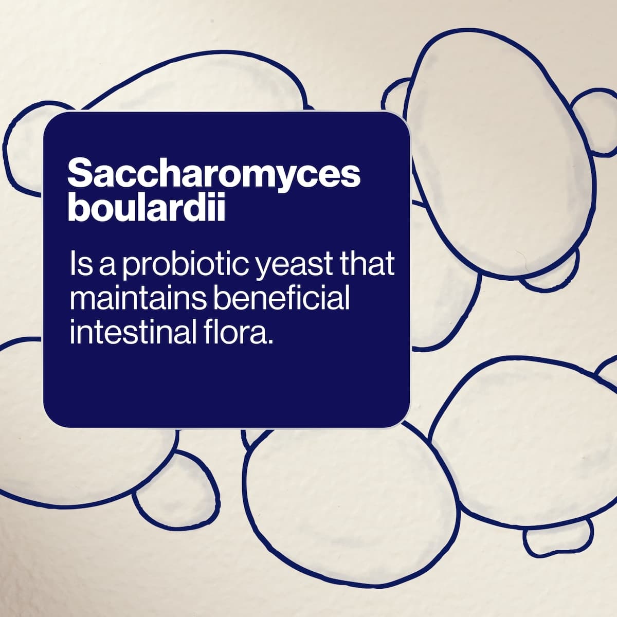 Thumbnail BioCeuticals SB Floractiv 30 Capsules